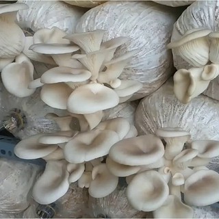 Phôi Nấm Bào Ngư 🍄 cực đễ trồng 🍄 giá gốc tươi ngon sạch (combo 5 phôi nấm)