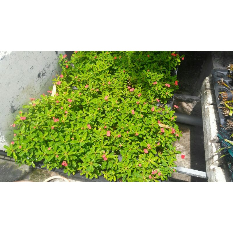 Xương rồng bát tiên mini - Mua 5 tặng 1