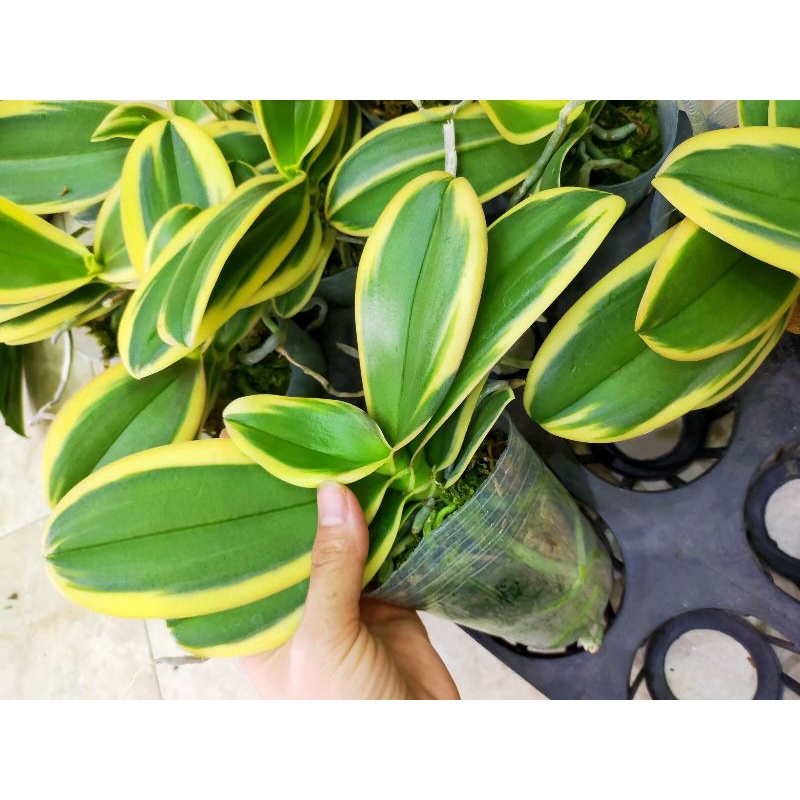 Hồ điệp lá biên phát tài