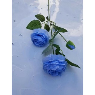 cành trà mao 2 bông 1 nụ