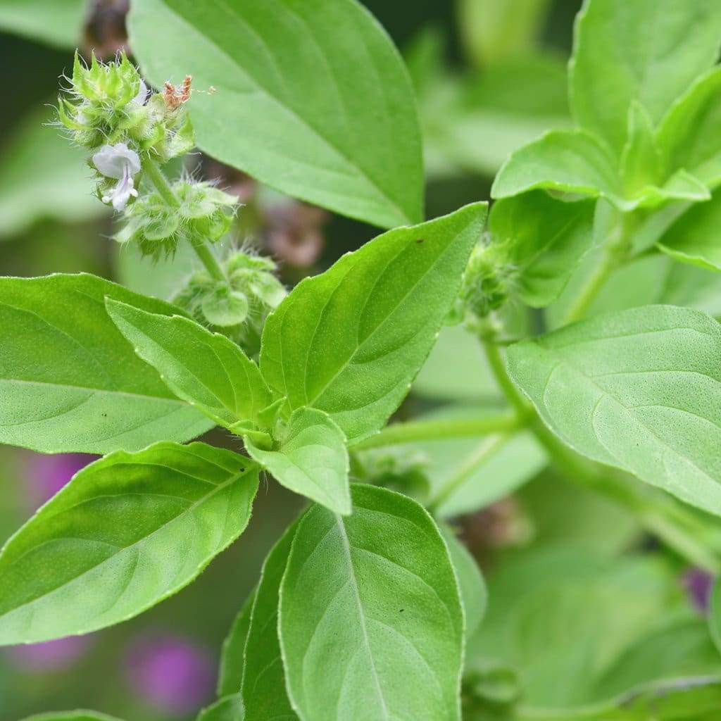 2gr - HẠT GIỐNG HÚNG TRẮNG ( RAU THƠM SẢ)