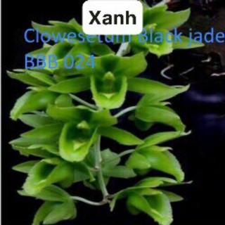 Lan Thiên Nga chậu to ( 4 màu chọn được)
