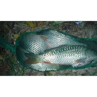 Mồi Câu Long Phong Vàng