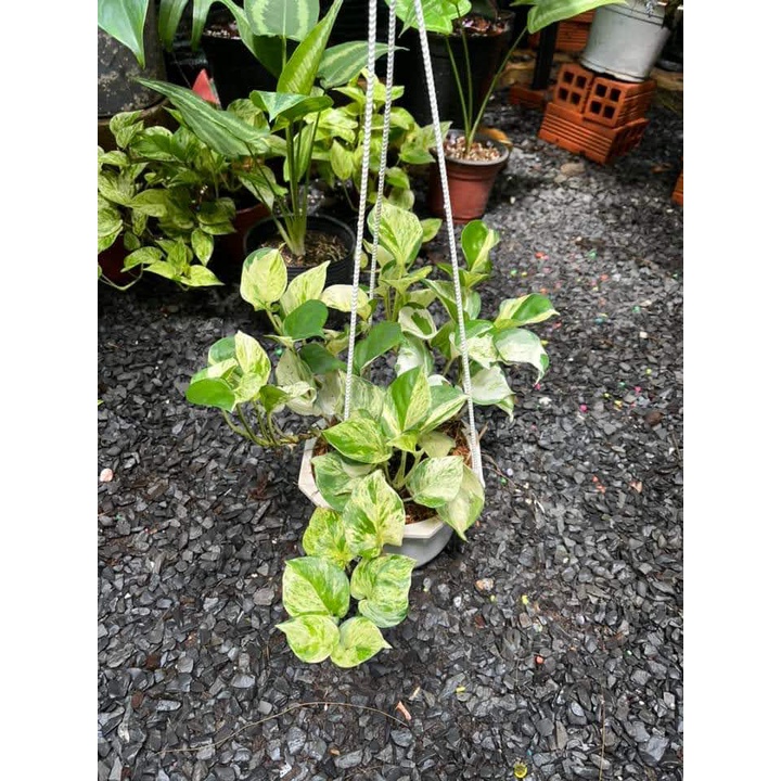 Cây trầu bà manjula pothos- Epipremnum aureum Manjula