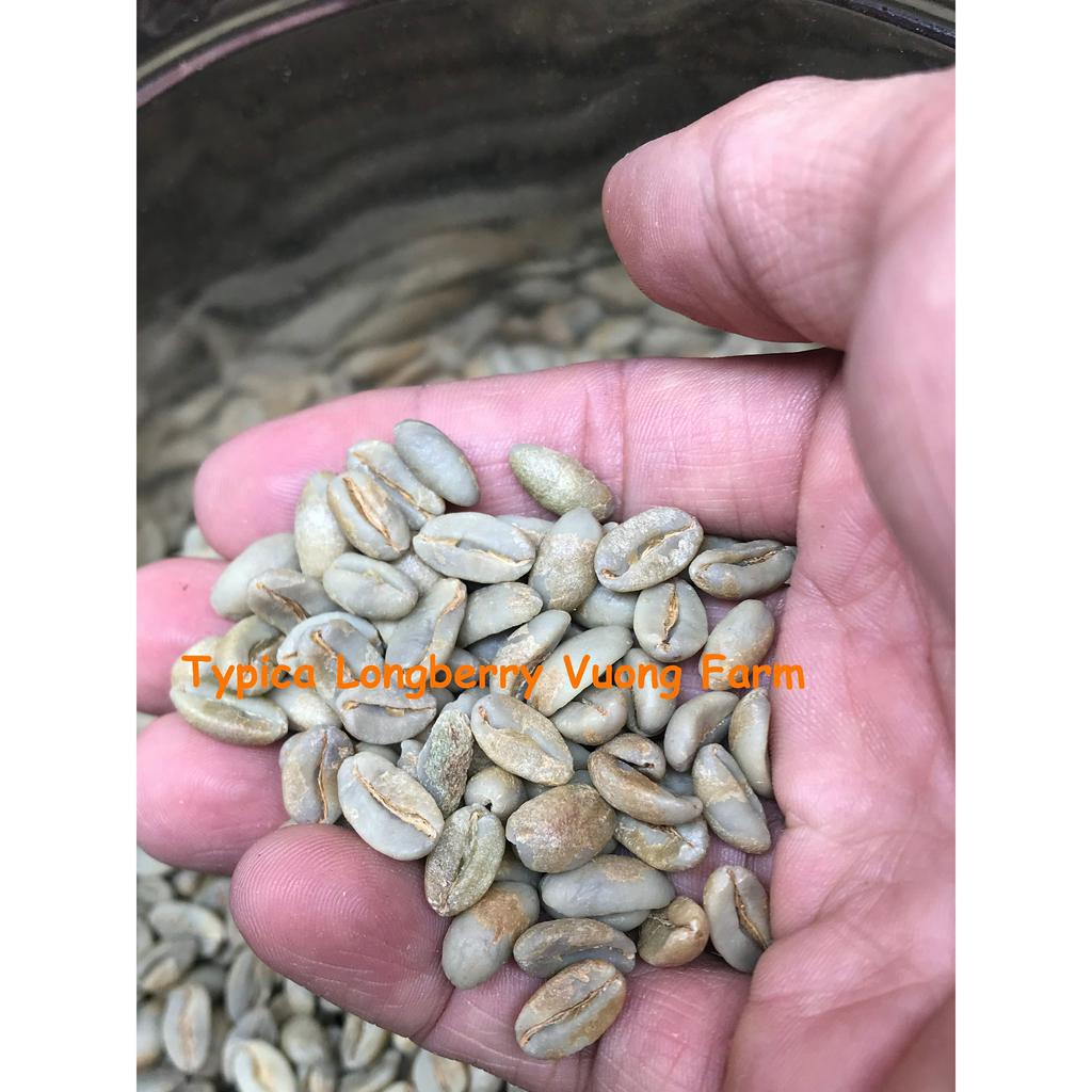 SPECIALTY COFFEE - HẠT - 2 TÚI 250 GAM - CÀ PHÊ TYPICA  LONGBERRY VƯƠNG FARM - ANAEROBIC NATURAL - LIMITED