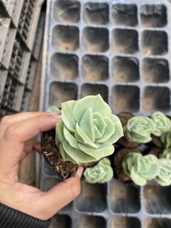 Sen đá hồng hà lan (hoa hồng xanh)