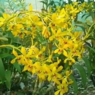 Các loại nắng cây giống