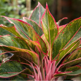 CÂY PHÚ QUÝ, CÂY KIỂNG ĐỂ BÀN LÀM VIỆC TẠO PHONG THỦY TỐT