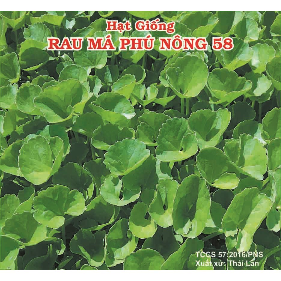 Hạt Giống Rau Má Phú Nông Dễ Trồng, Lá To