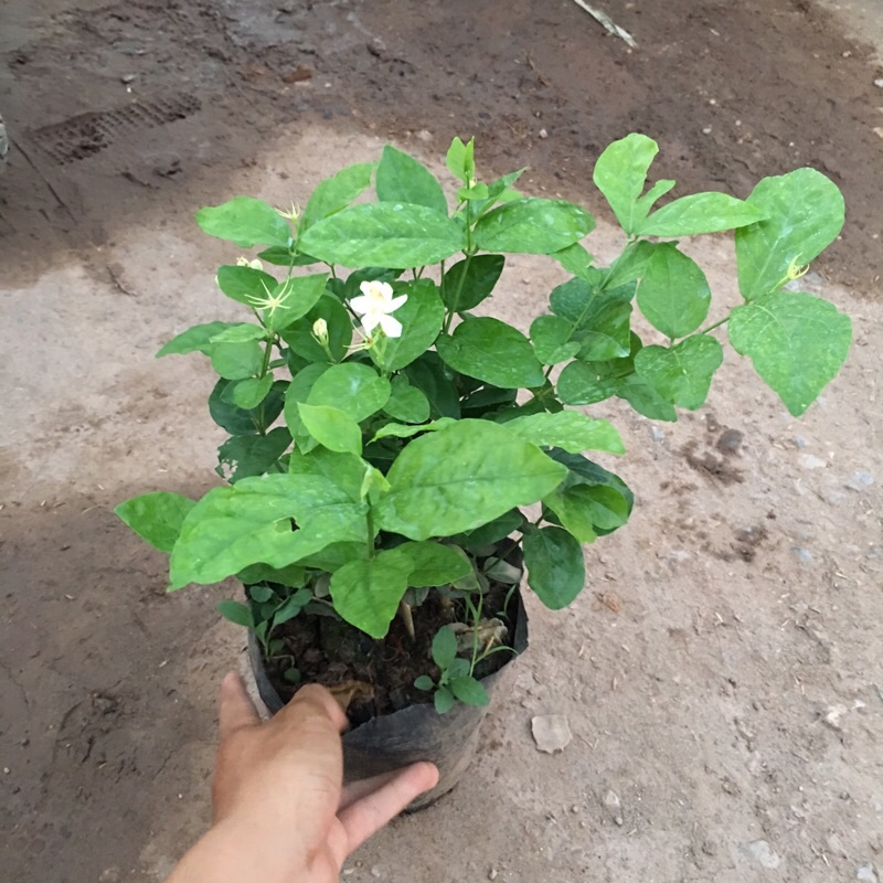 Cây hoa nhài ta  – Loài hoa với hương thơm nồng nàn ,cây cao 20-25cm