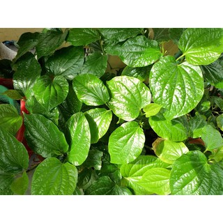 Chậu lá lốp nhiều gốc