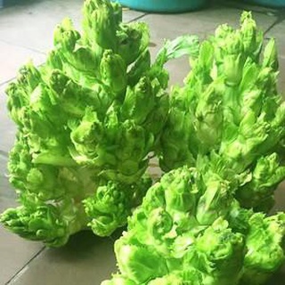 #Hạt_Giống_Cải_Mầm_Đá ( Mua 3 gói tặng 1 gói )