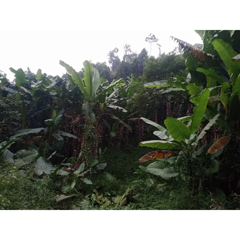 Chuối hột băm miếng