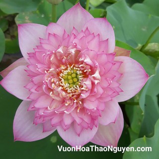 Củ sen màu hồng Lucky Pink C-13