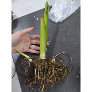 củ chuối hoa màu cam ( dong giềng cảnh)