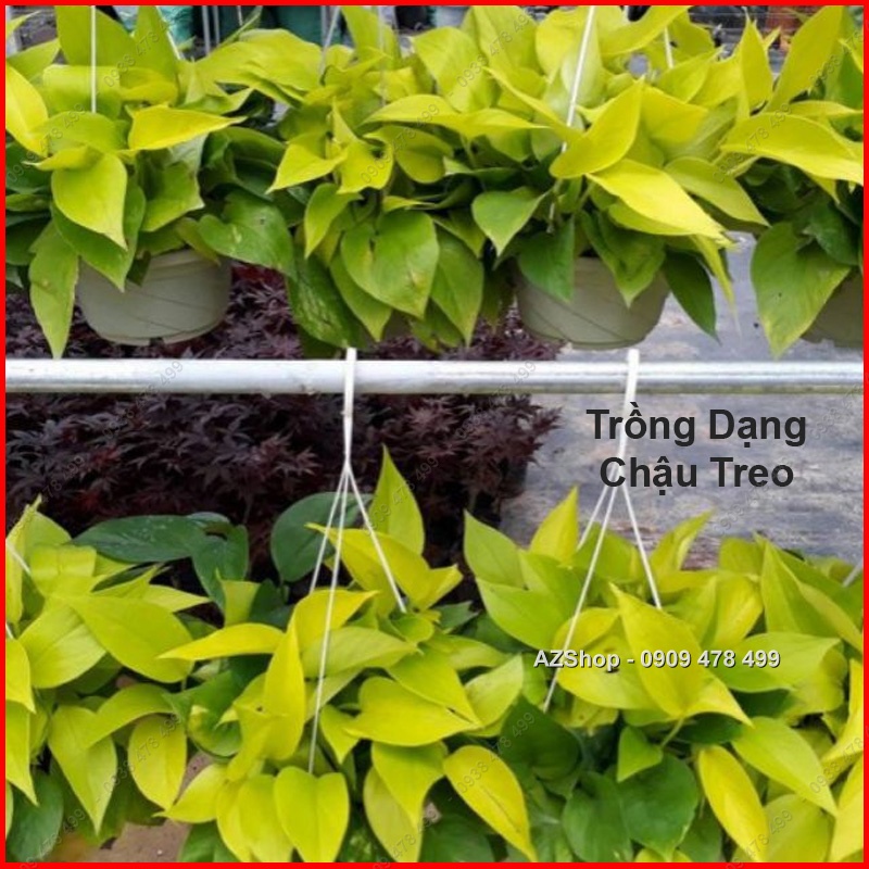 Trầu Bà Thái Vàng - Neon Pothos