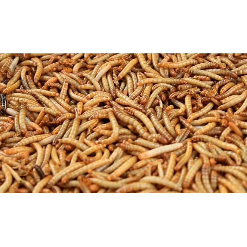 Sâu gạo quy 100g  giao miền Bắc