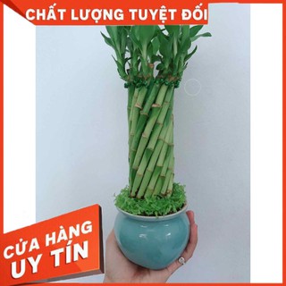 Chậu trúc phát tài Nhiều Người Mua