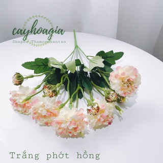 Hoa Giả - Cúc Vạn Thọ Siêu Đẹp