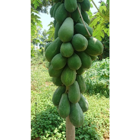Hạt giống đu đủ thuần Việt