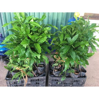 cây cây giống vú sữa vàng  - Cây Giống Nhập Khẩu