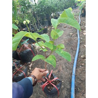 cây giống na thái cao 60cm