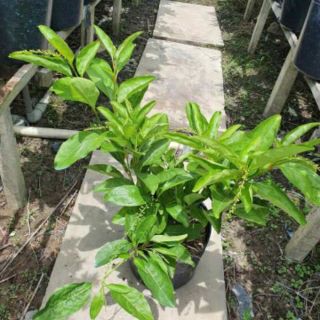 Cây lài thái cực thơm