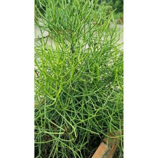 cây giao(bầu đất)+ cành tươi