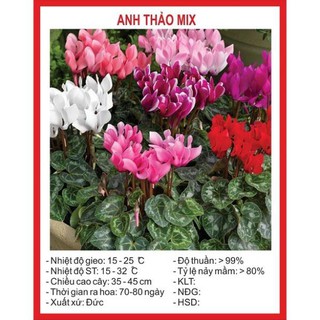 Combo hạt giống TÙY CHỌN!!!