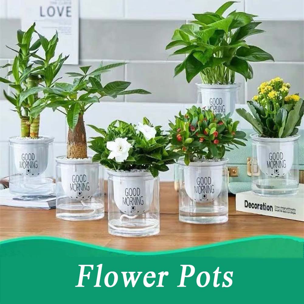 ANEMONE Green Dill Hydroponic Succulents Garden Supplies Decoration Flower Pots