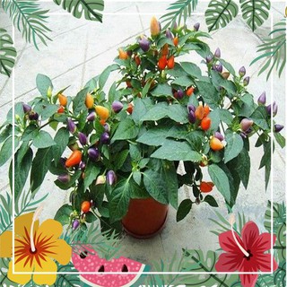 Hạt giống ớt ngũ sắc - 30 hạt f1