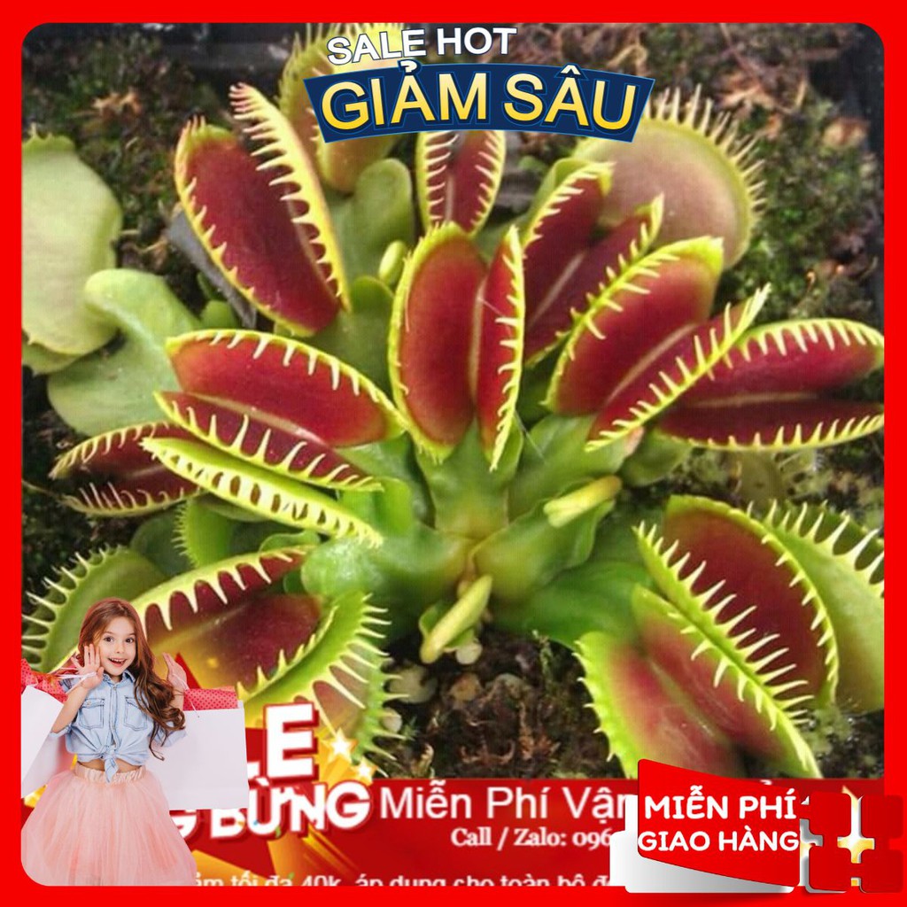 Hạt Giống Cây Ăn Thịt - 10 Hạt / Gói