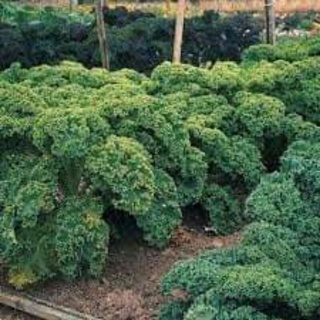 hạt giống cải kale xoăn xanh lùn mỹ 100 hạt