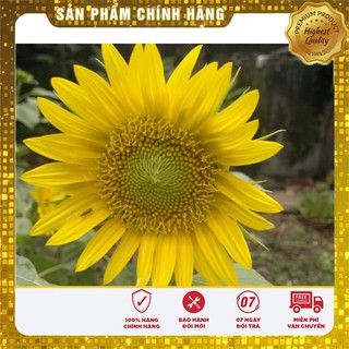 Hạt Giống Hoa Hướng Dương(30 hạt)