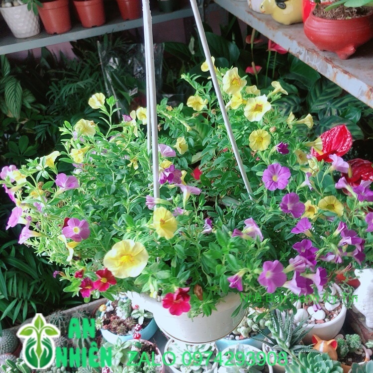 Chậu Cây Triệu Chuông