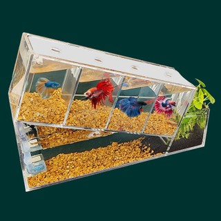 Bể cá betta acrylic đặc biệt kết cấu chéo