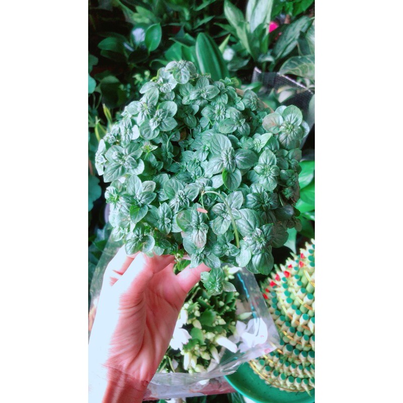 Bạc Hà Xanh