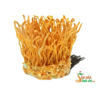 Bông đông trùng hạ thảo
