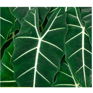 Cây giống môn nhung Alocasia Frydek trưởng thành-UtNho