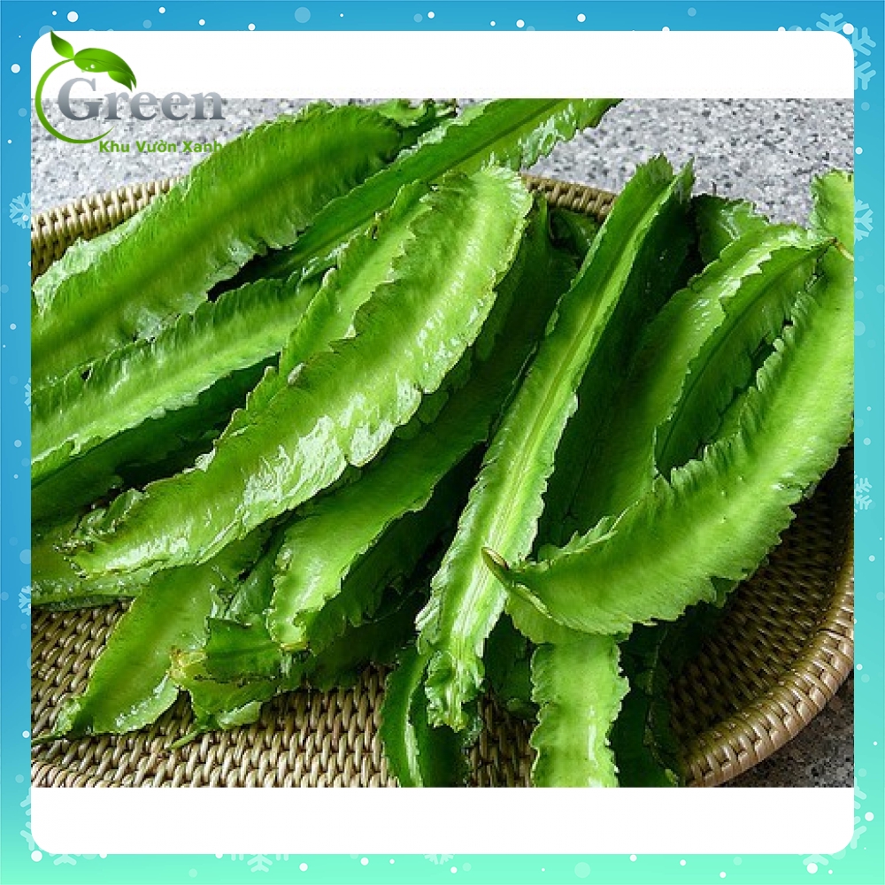 Hạt Giống Đậu Rồng