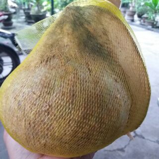 DỪA SÁP