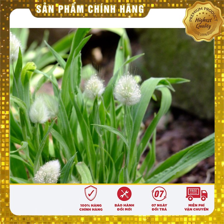 Hạt Giống Cỏ Đuôi Thỏ 50gr