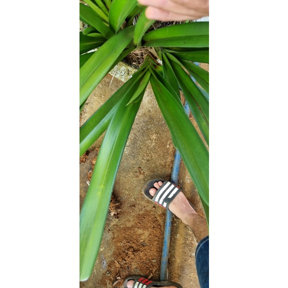 Tép kiếm rừng tiên vũ bản lá to 6 cm rất đẹp rẻ