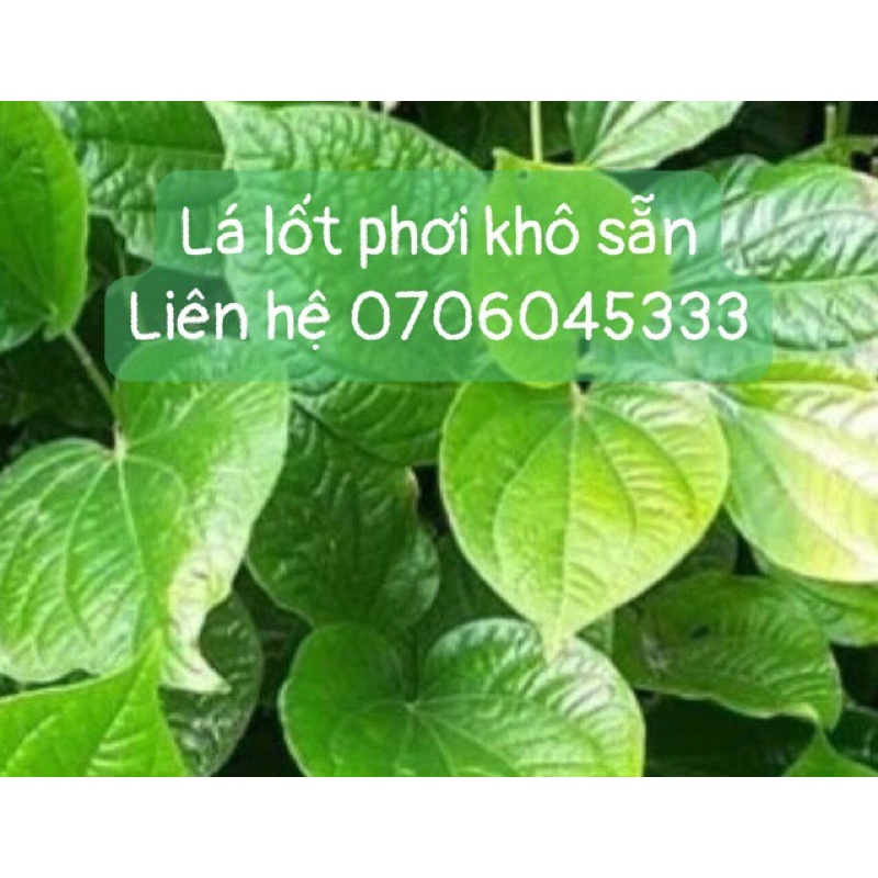 lá lốt phơi khô 1 ký ( hàng đã đươc phơi khô )