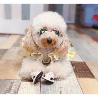 Kính thời trang cho thú cưng