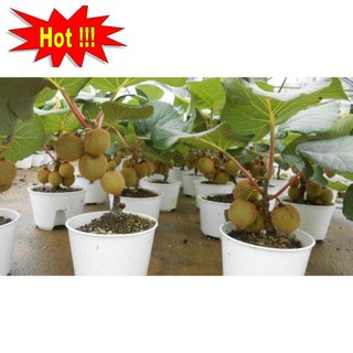 Hạt Giống Kiwi - 30 Hạt