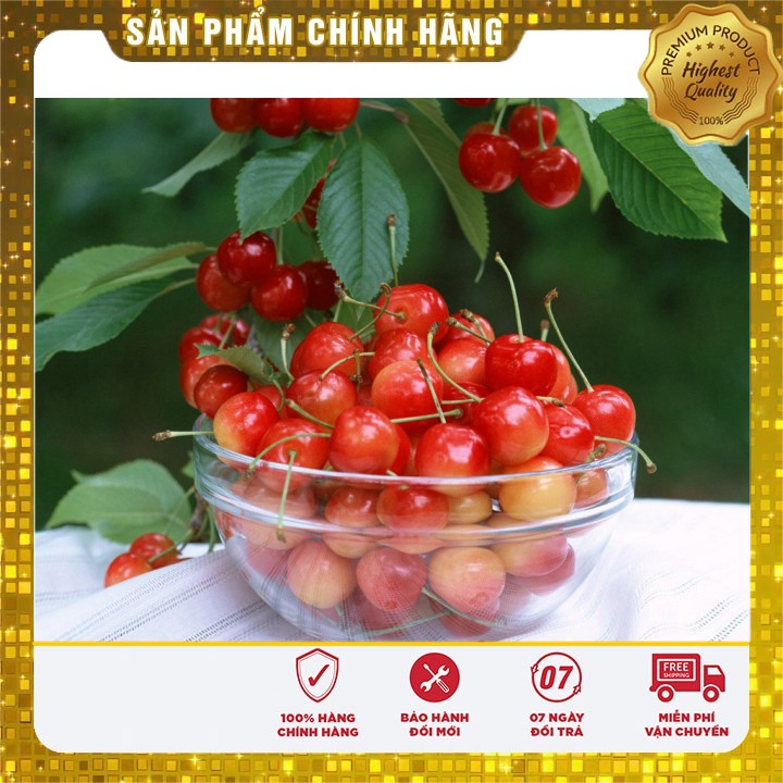 Hạt giống quả anh đào cherry gói 10 hạt hat giong anh dao