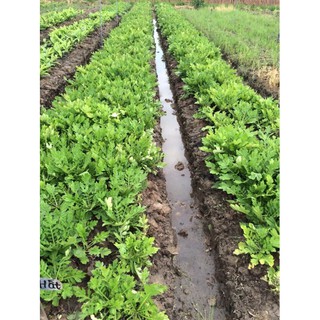 củ sâm cóc, xuyên khung nam