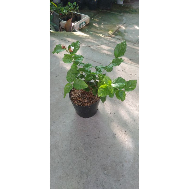 Hoa lài ướp trà