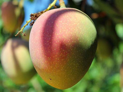 Cây xoài úc quả bụ, cây XOÀI ÚC ghép, cây giống to khỏe, bầu lớn gửi đi nguyên bầu